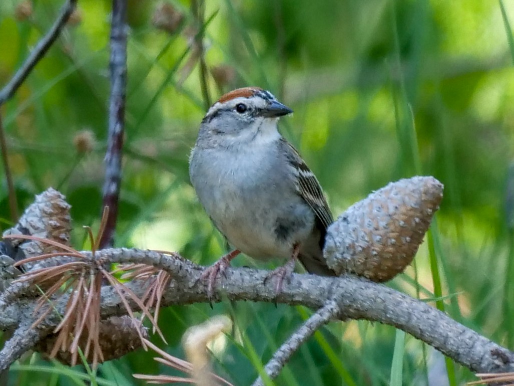 Chipping Sparrow - Roger Horn