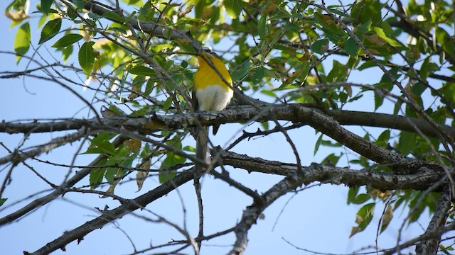 Yellow-breasted Chat - ML347842361