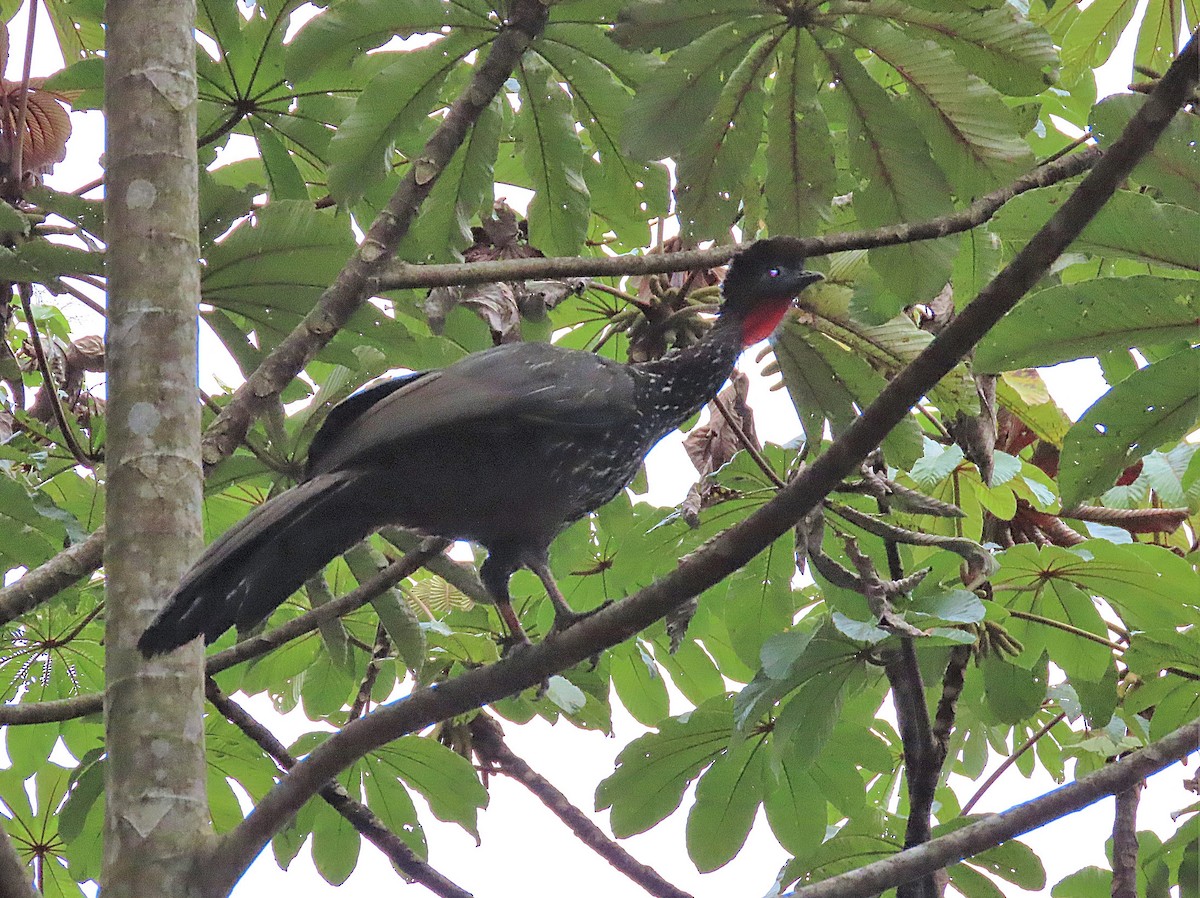 Crested Guan - ML347843571