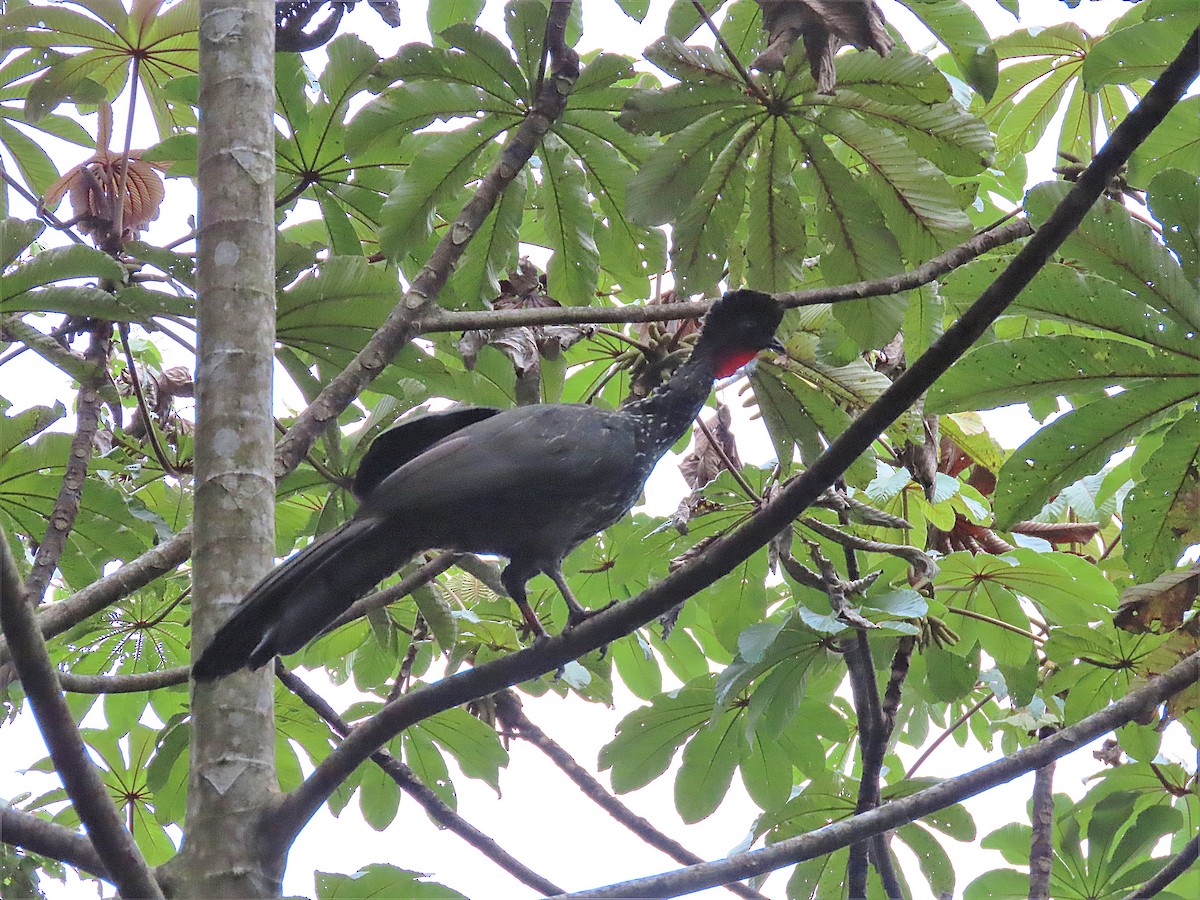 Crested Guan - ML347843631