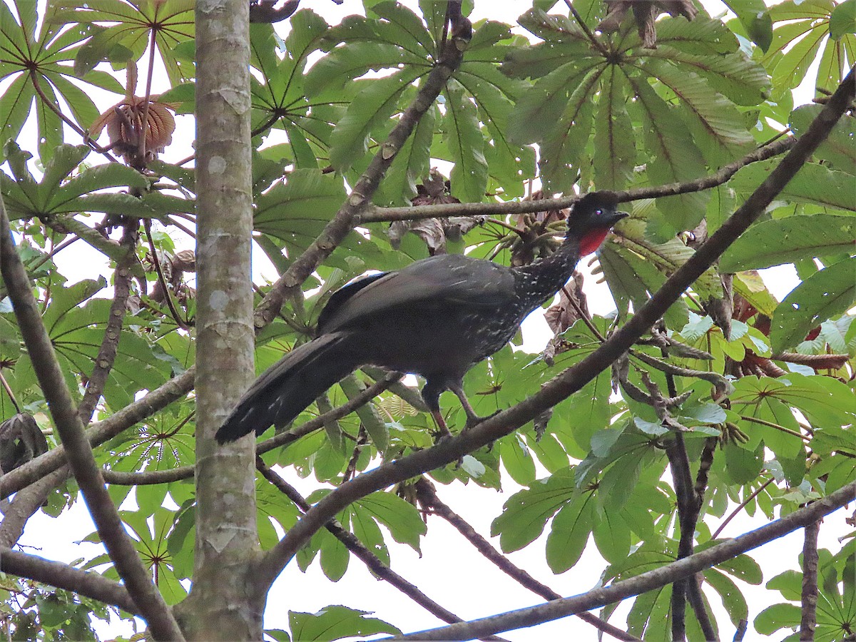 Crested Guan - ML347843681