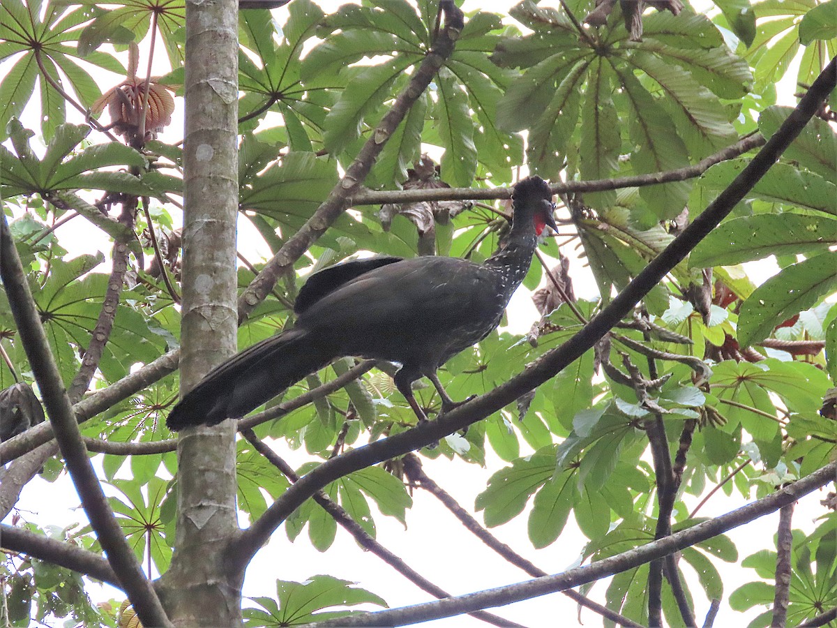 Crested Guan - ML347843691