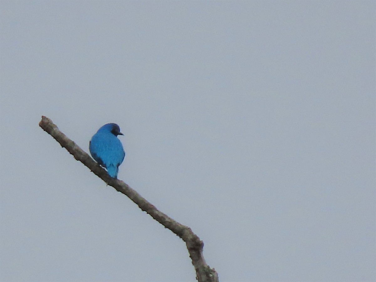 Lovely Cotinga - Alfonso Auerbach