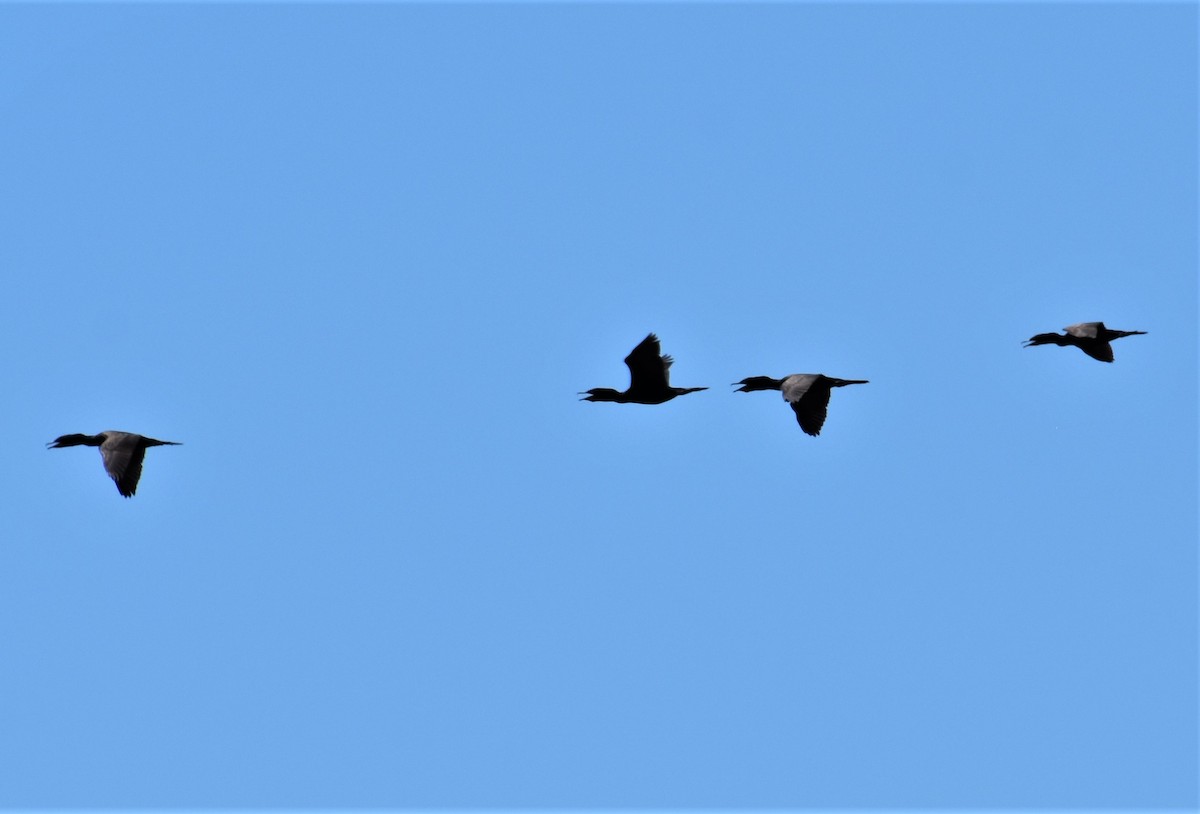 Double-crested Cormorant - Ken Milender