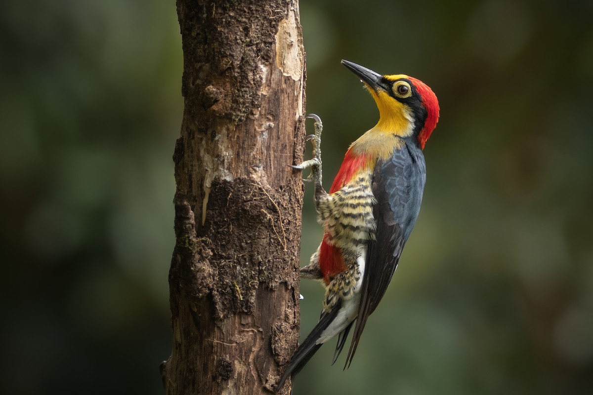Yellow-fronted Woodpecker - ML347852071