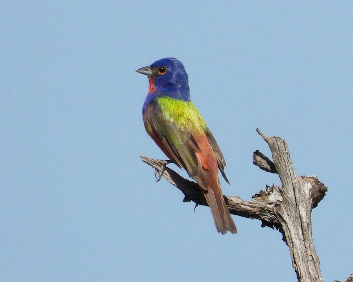 Painted Bunting - ML347857831