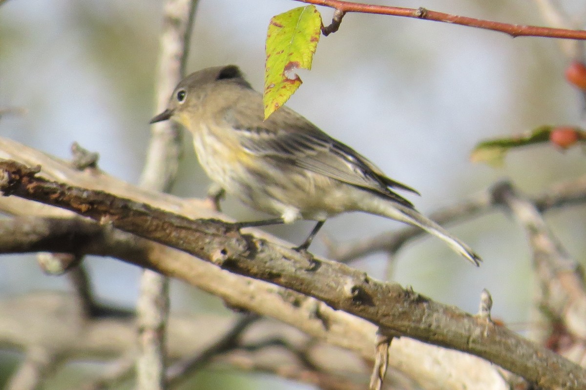 Yellow-rumped Warbler (Audubon's) - Phil Wegener