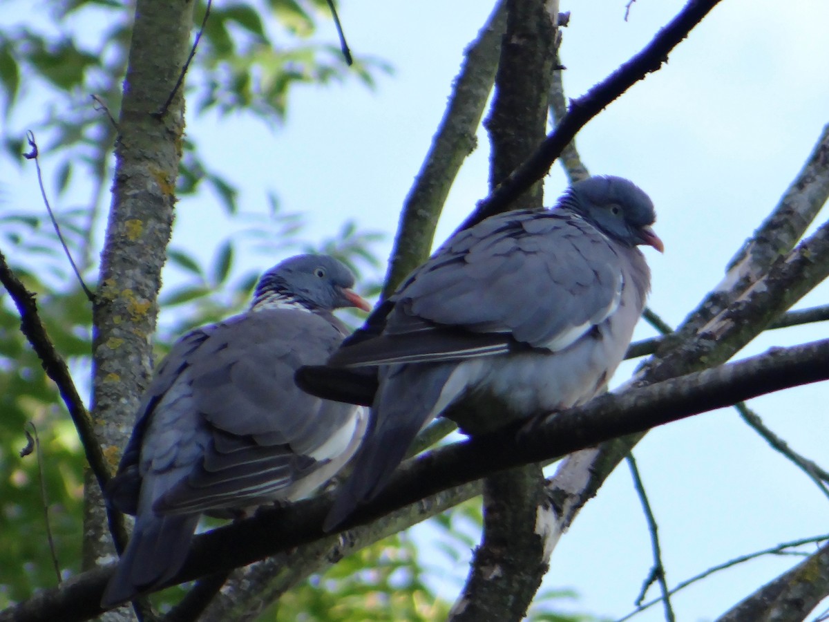 Common Wood-Pigeon - ML34785801