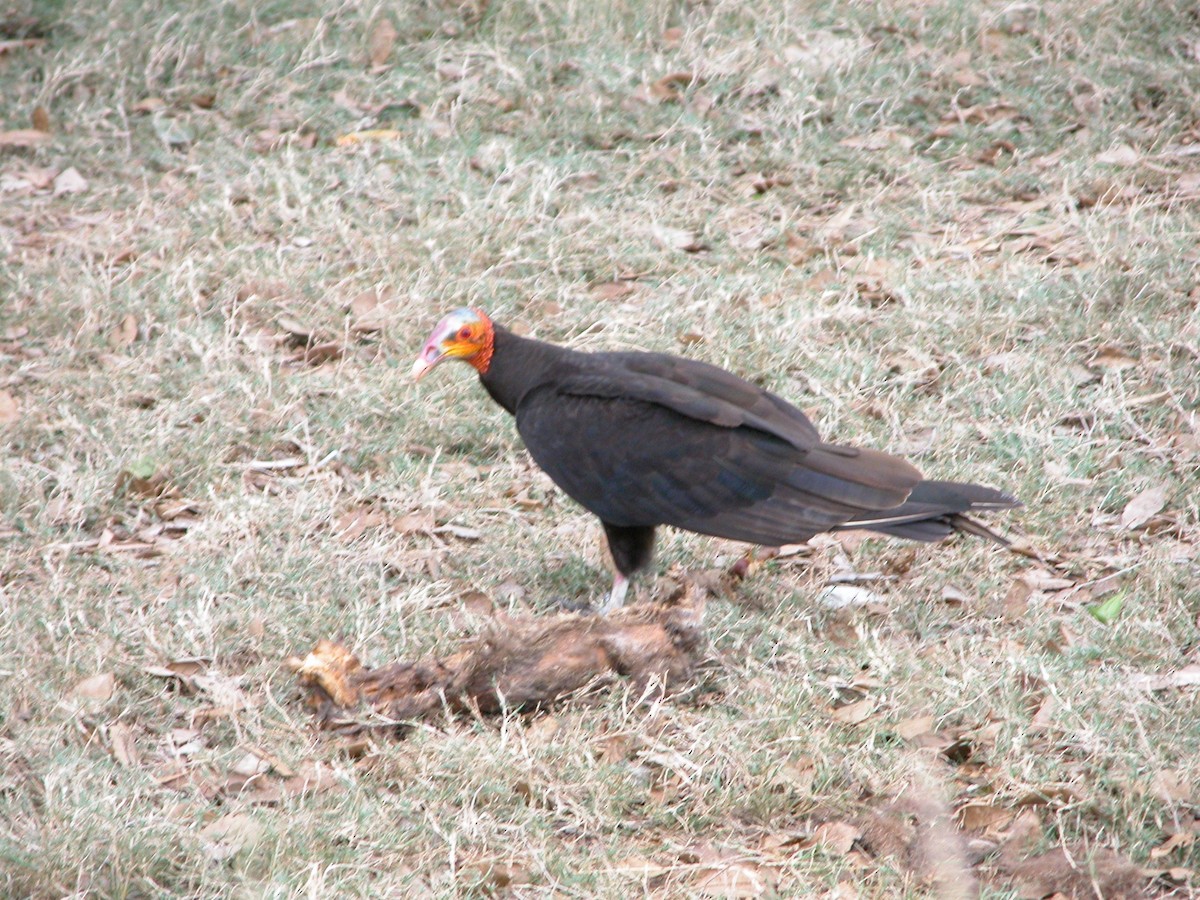 Lesser Yellow-headed Vulture - Alex Lin-Moore