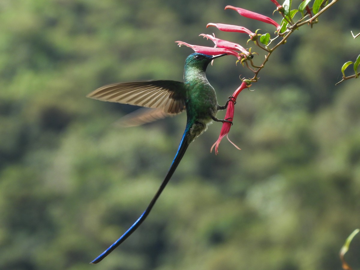 Violet-tailed Sylph - Paul Molina A