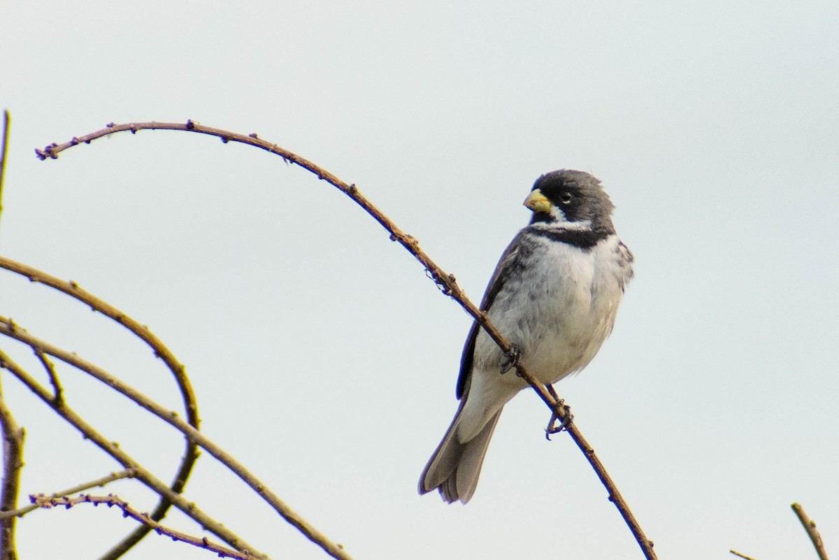 Double-collared Seedeater - ML347877451