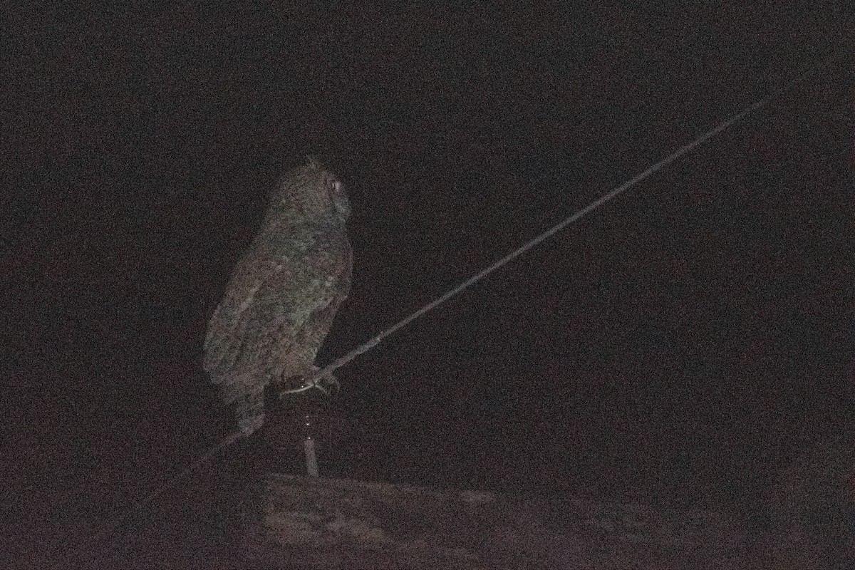 Great Horned Owl - ML347880201
