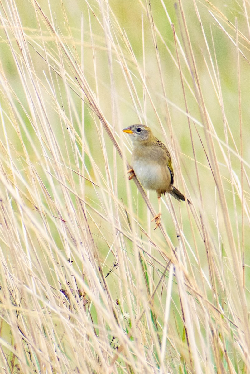 Wedge-tailed Grass-Finch - ML347880681
