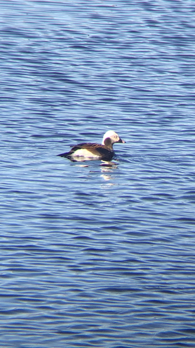 Long-tailed Duck - ML347885851