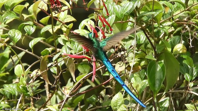 Violet-tailed Sylph - ML347891441