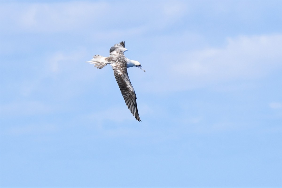Red-footed Booby - ML347896901