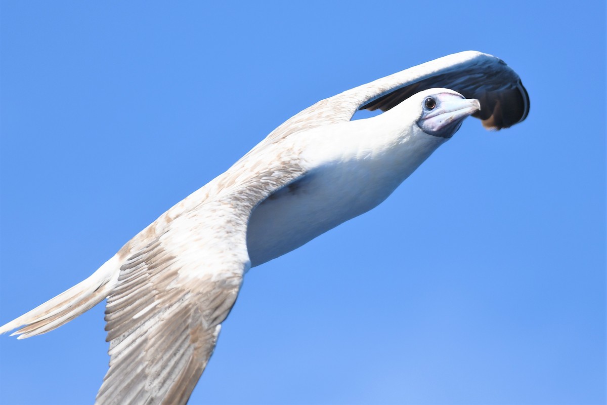 Red-footed Booby - ML347897001