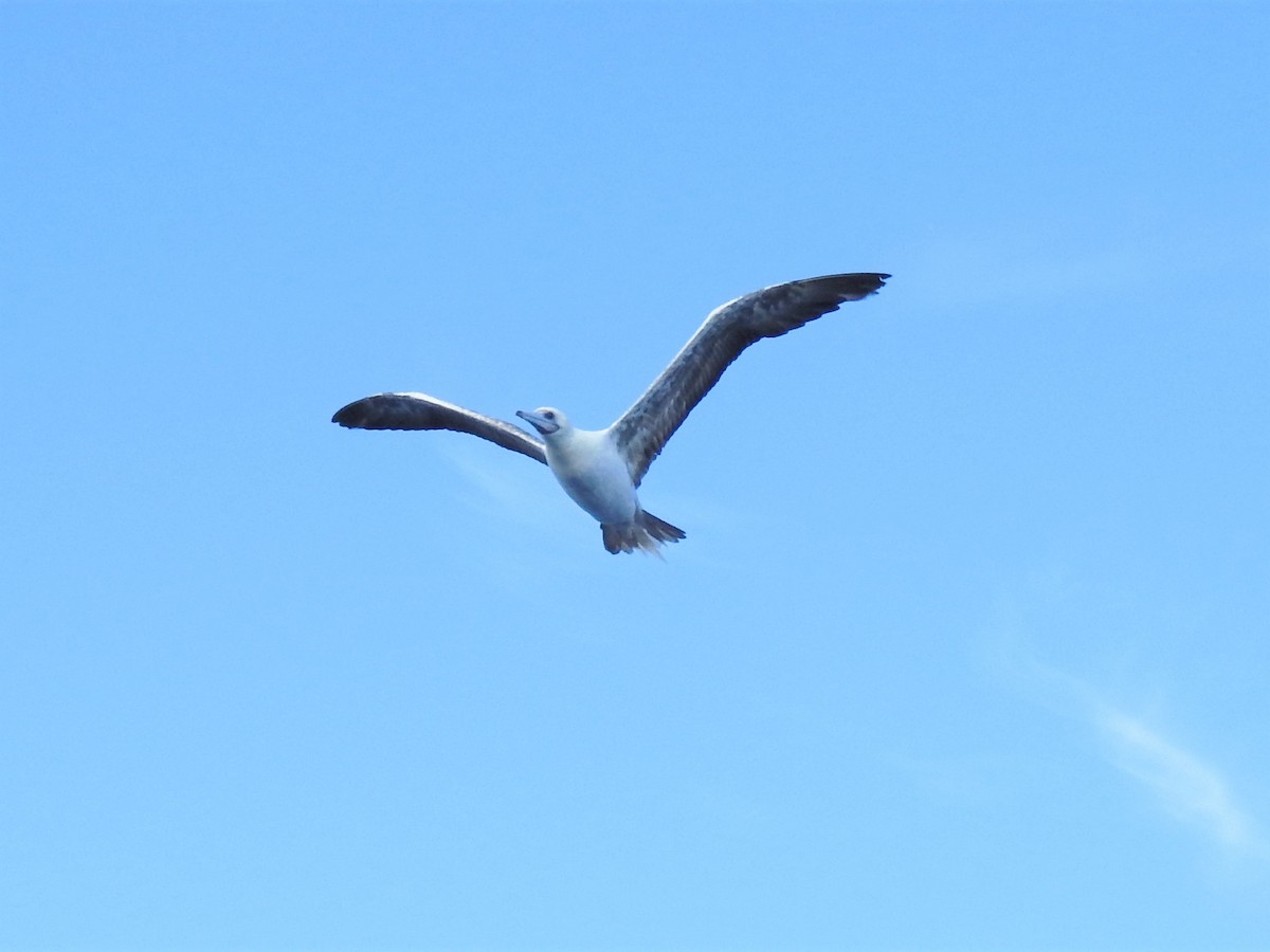 Red-footed Booby - ML347897151