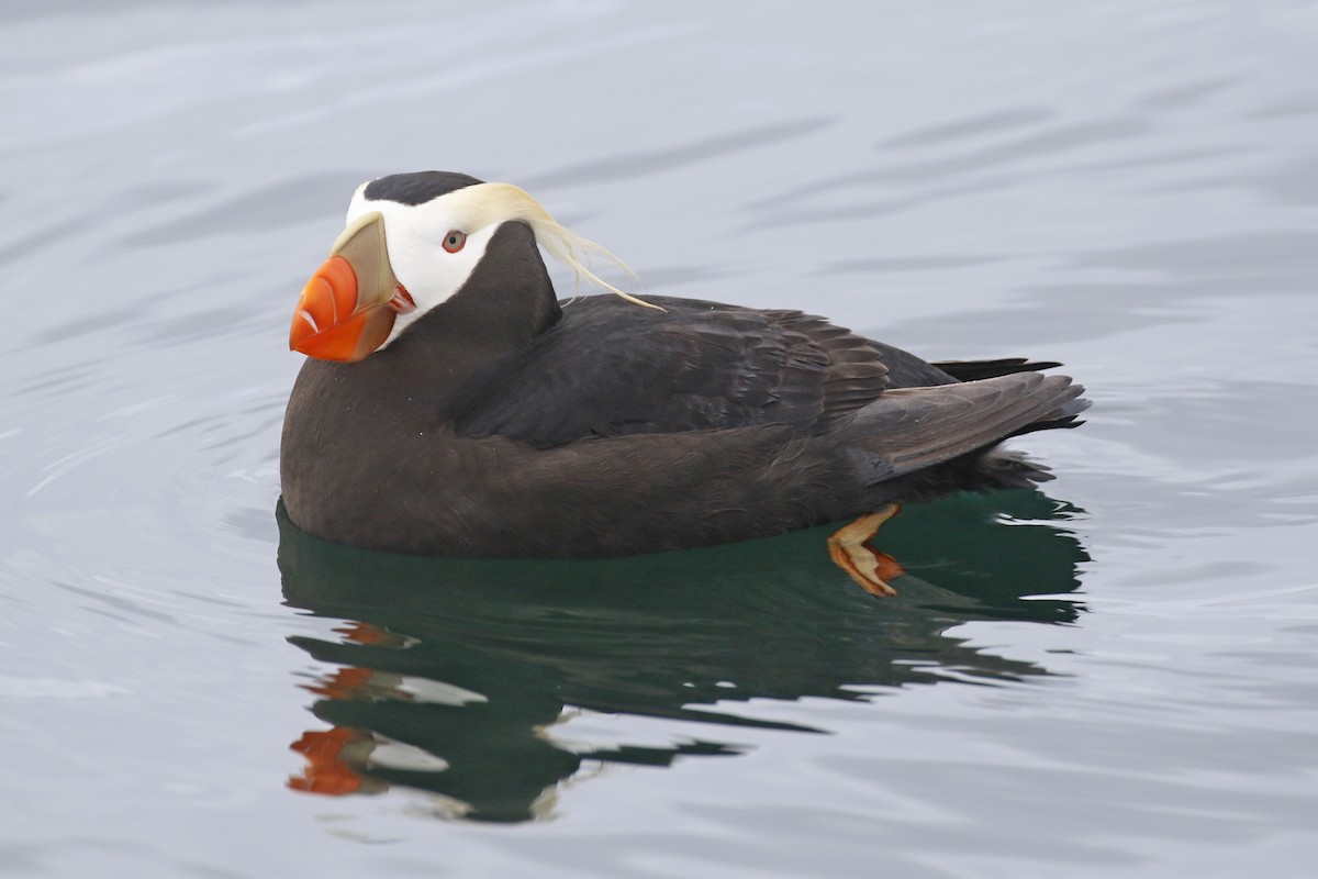 Tufted Puffin - ML347904951