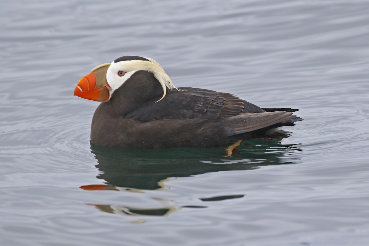 Tufted Puffin - ML347904981