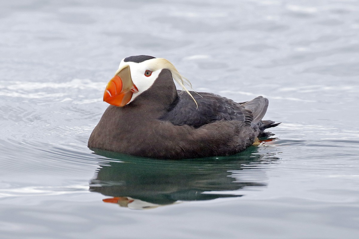 Tufted Puffin - ML347905291