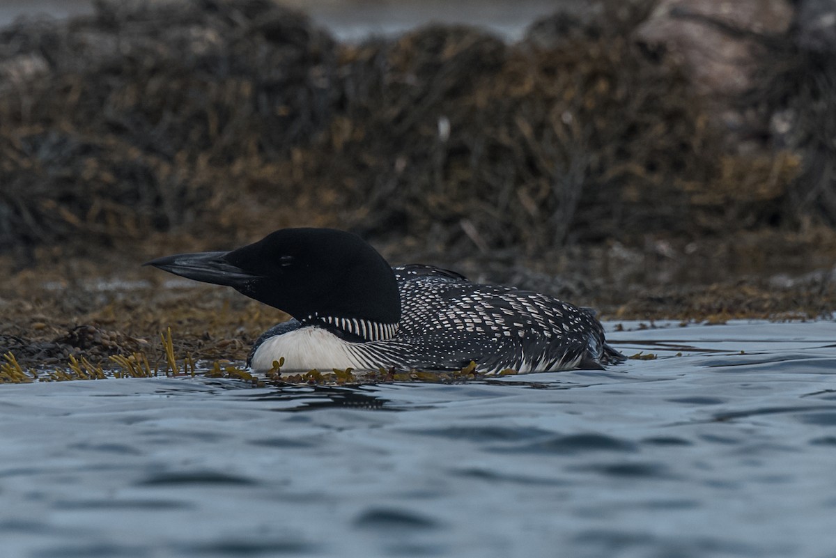 Common Loon - Robert O'Connell