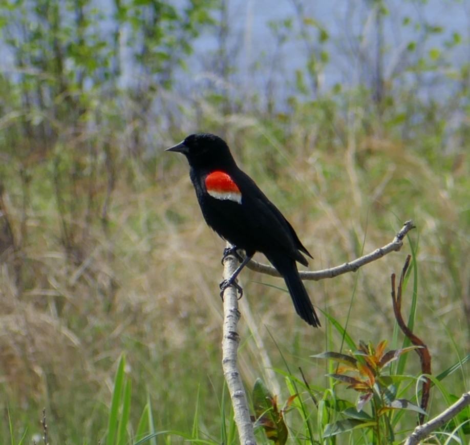 Red-winged Blackbird - Paul Riome