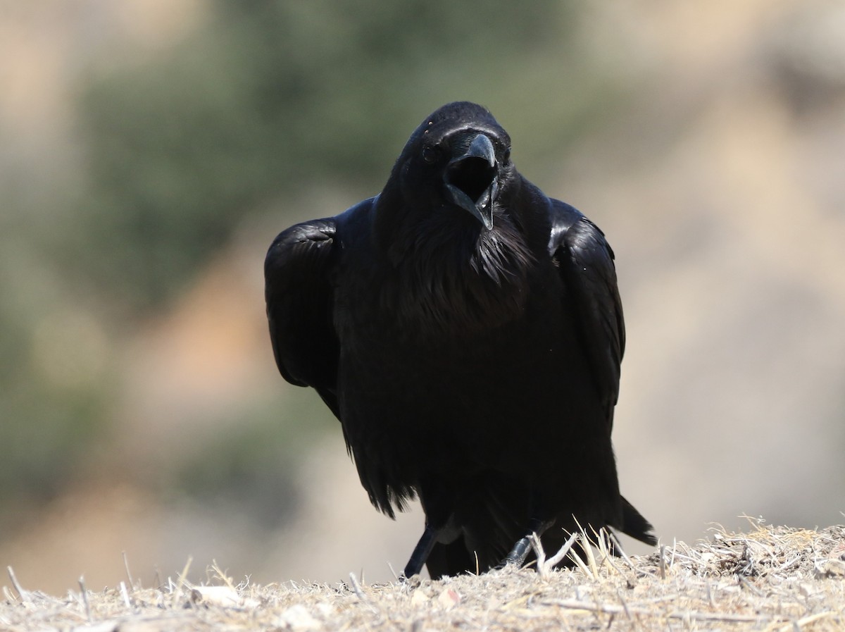 Common Raven - ML347912431
