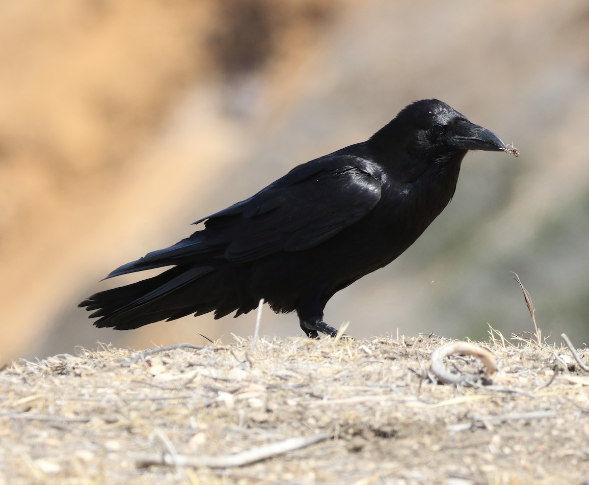 Common Raven - ML347912461