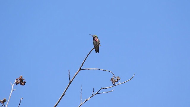 Calliope Hummingbird - ML347914891