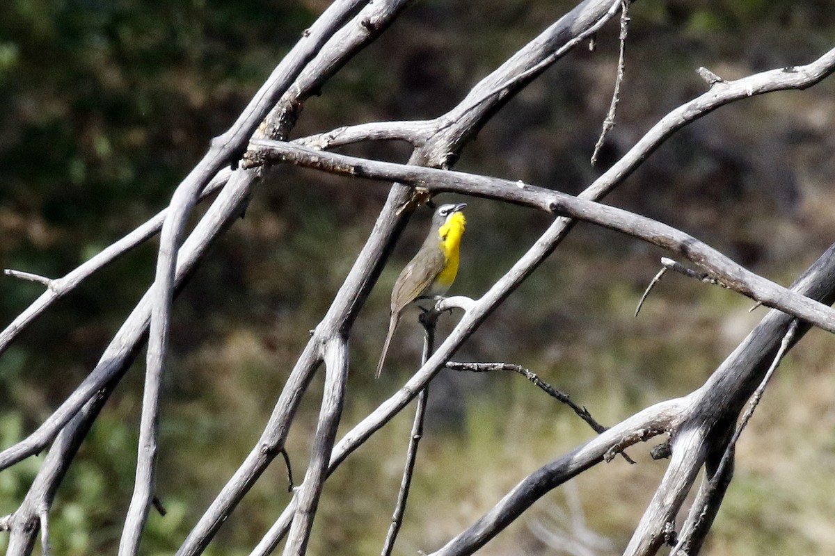 Yellow-breasted Chat - ML347915061