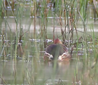 Fulvous Whistling-Duck, ML347920051