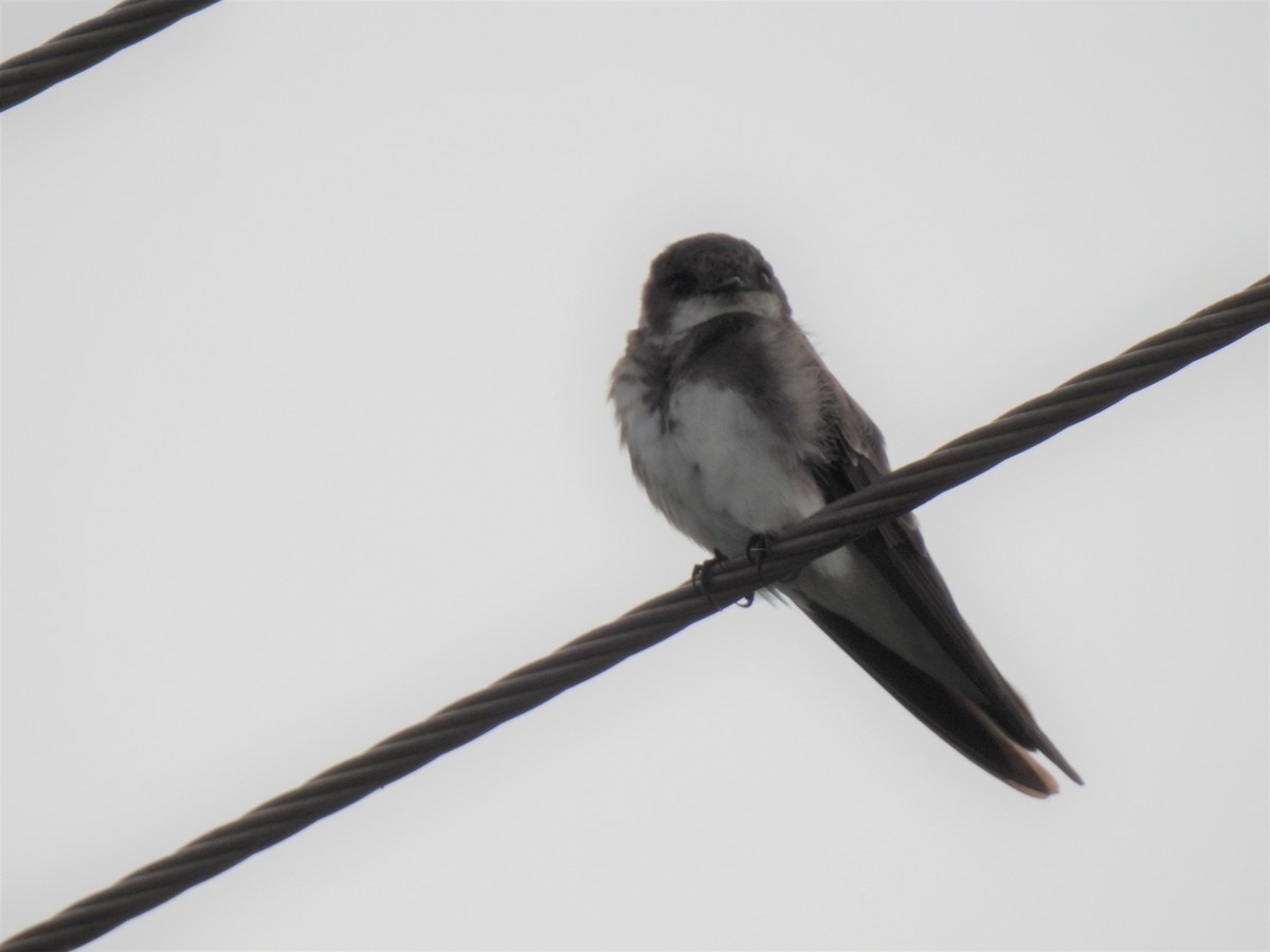 Bank Swallow - ML347921291