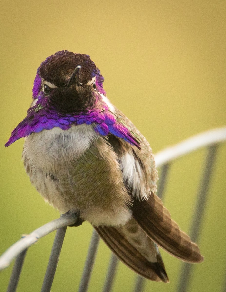 Costa's Hummingbird - Nadine D