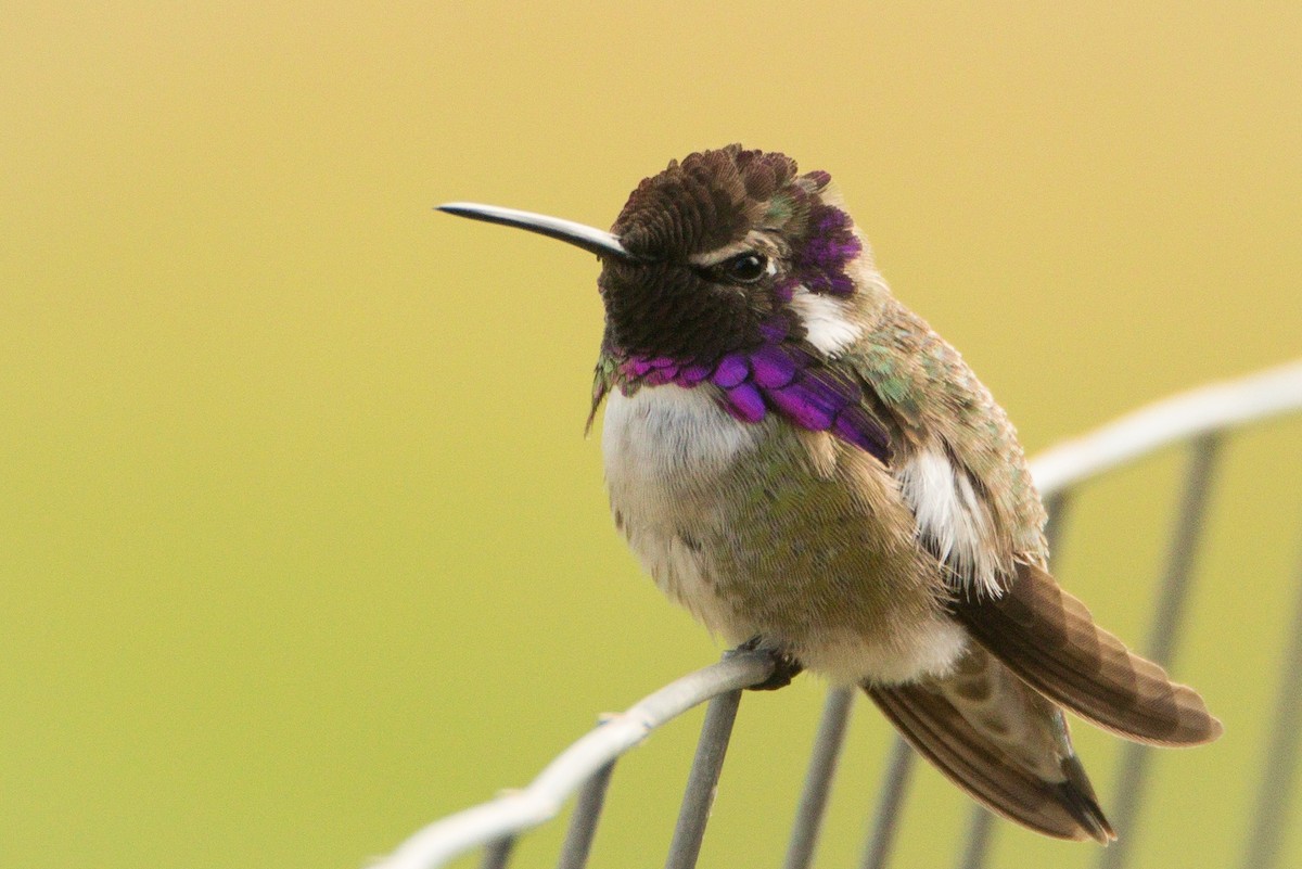 Costa's Hummingbird - Nadine D