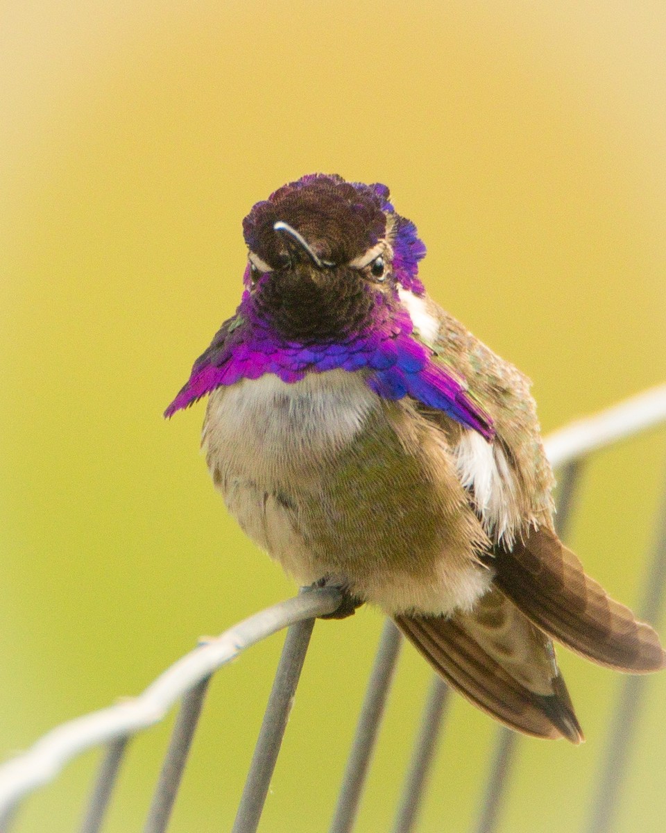 Costa's Hummingbird - ML347922991