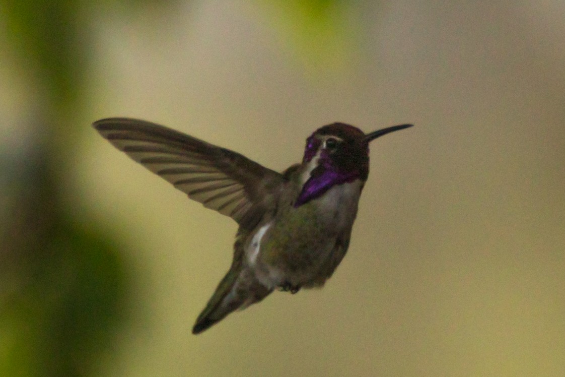 Costa's Hummingbird - ML347925501