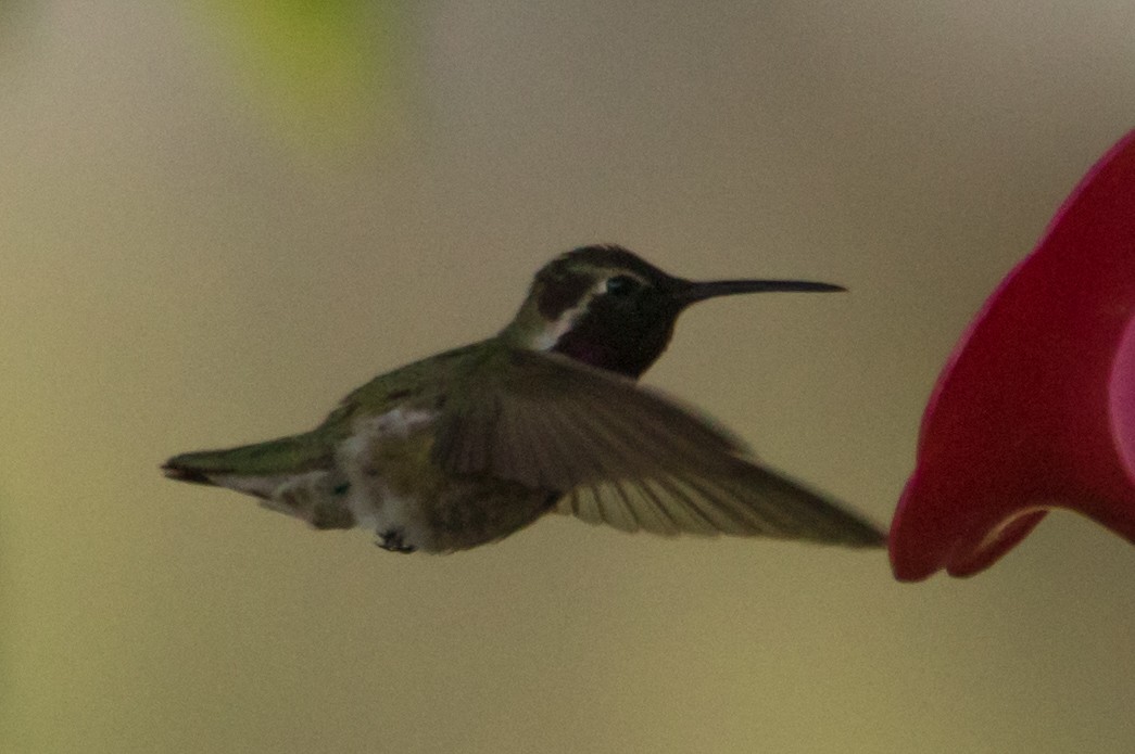 Costa's Hummingbird - ML347925511