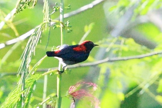 Scarlet-backed Flowerpecker - ML34793111