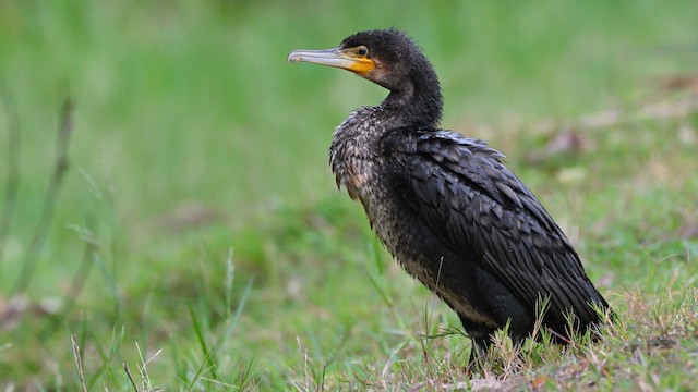 カワウ Ebird