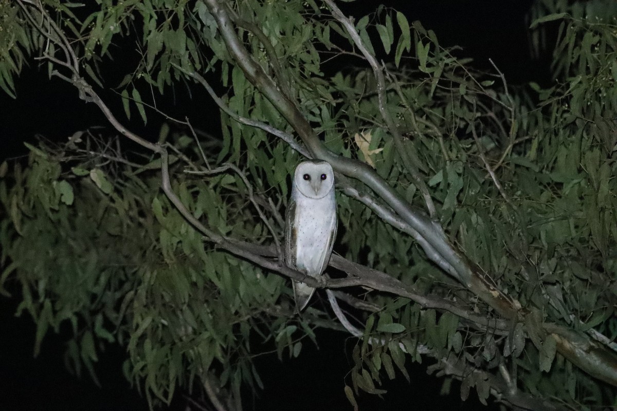 Barn Owl (Eastern) - ML347938061