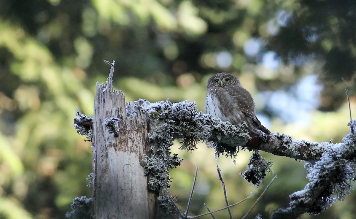 Eurasian Pygmy-Owl - Adrien Mauss