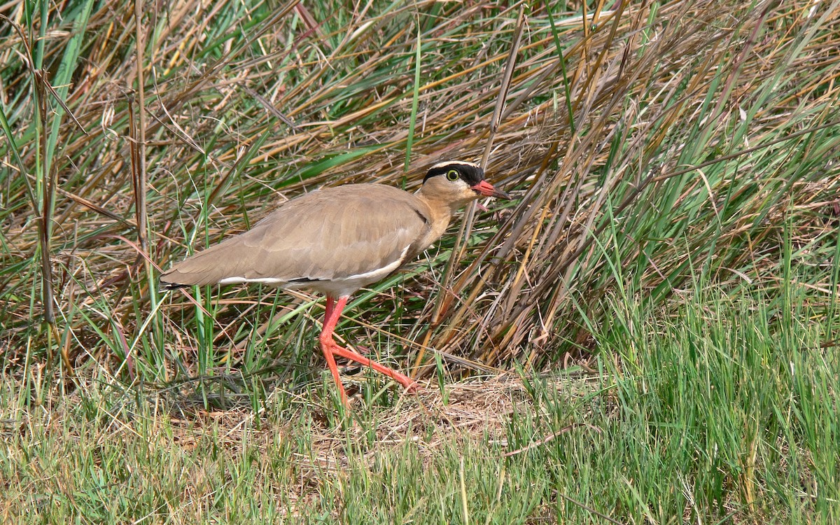 Crowned Lapwing - ML34794021