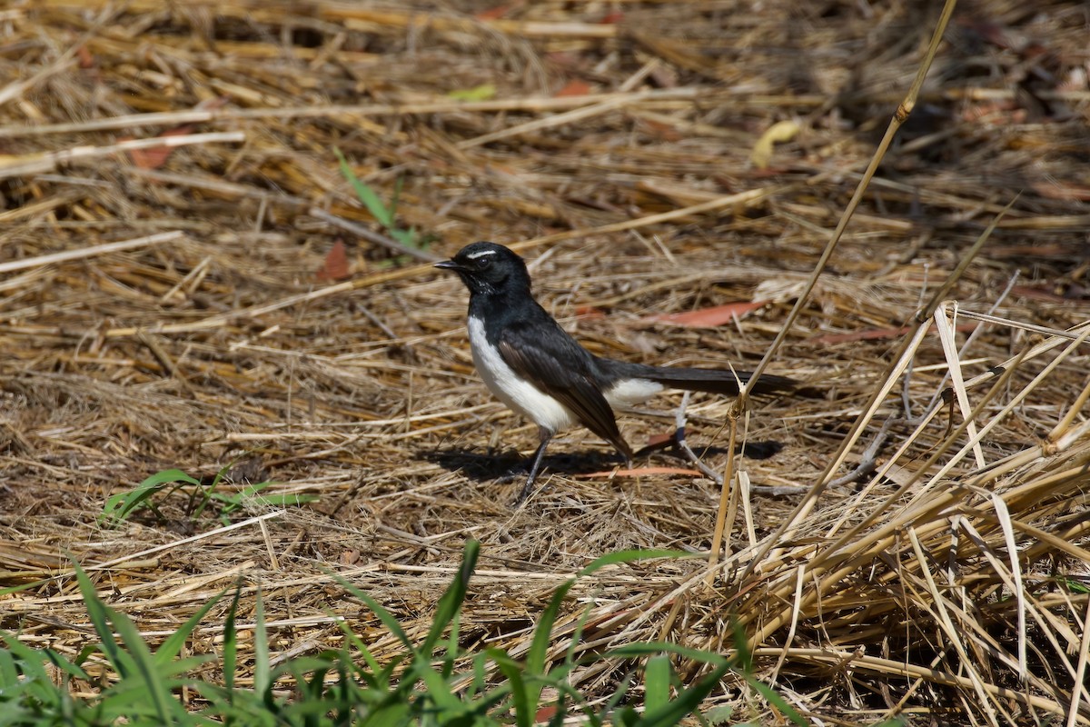 Willie-wagtail - ML347940431