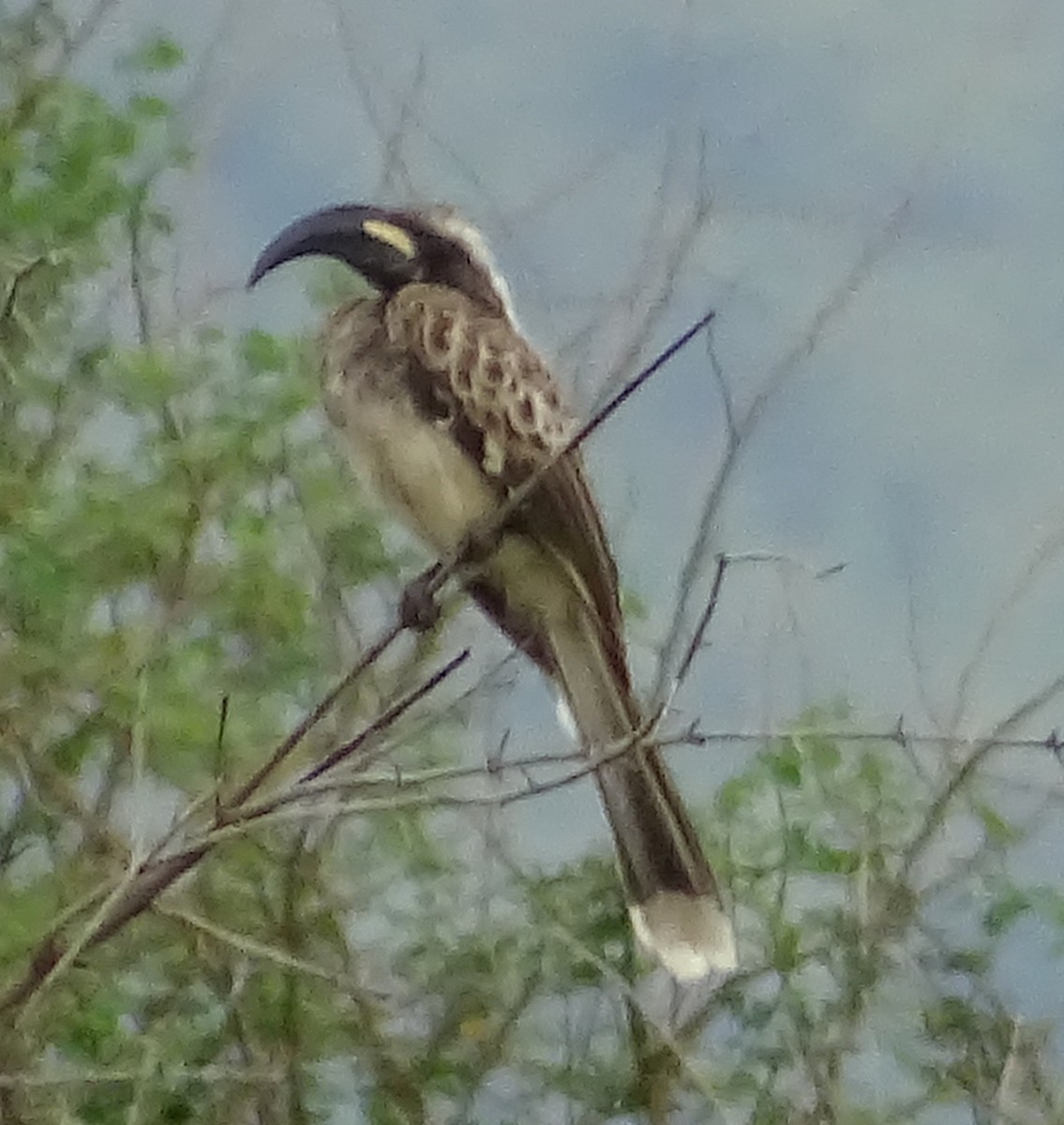 African Gray Hornbill - Alfonso Luengo