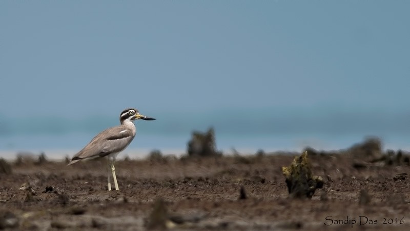 Great Thick-knee - ML347946171