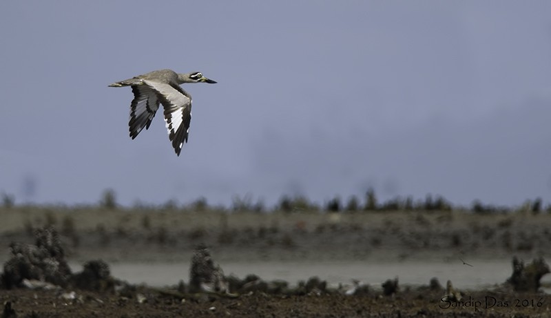 Great Thick-knee - ML347946181