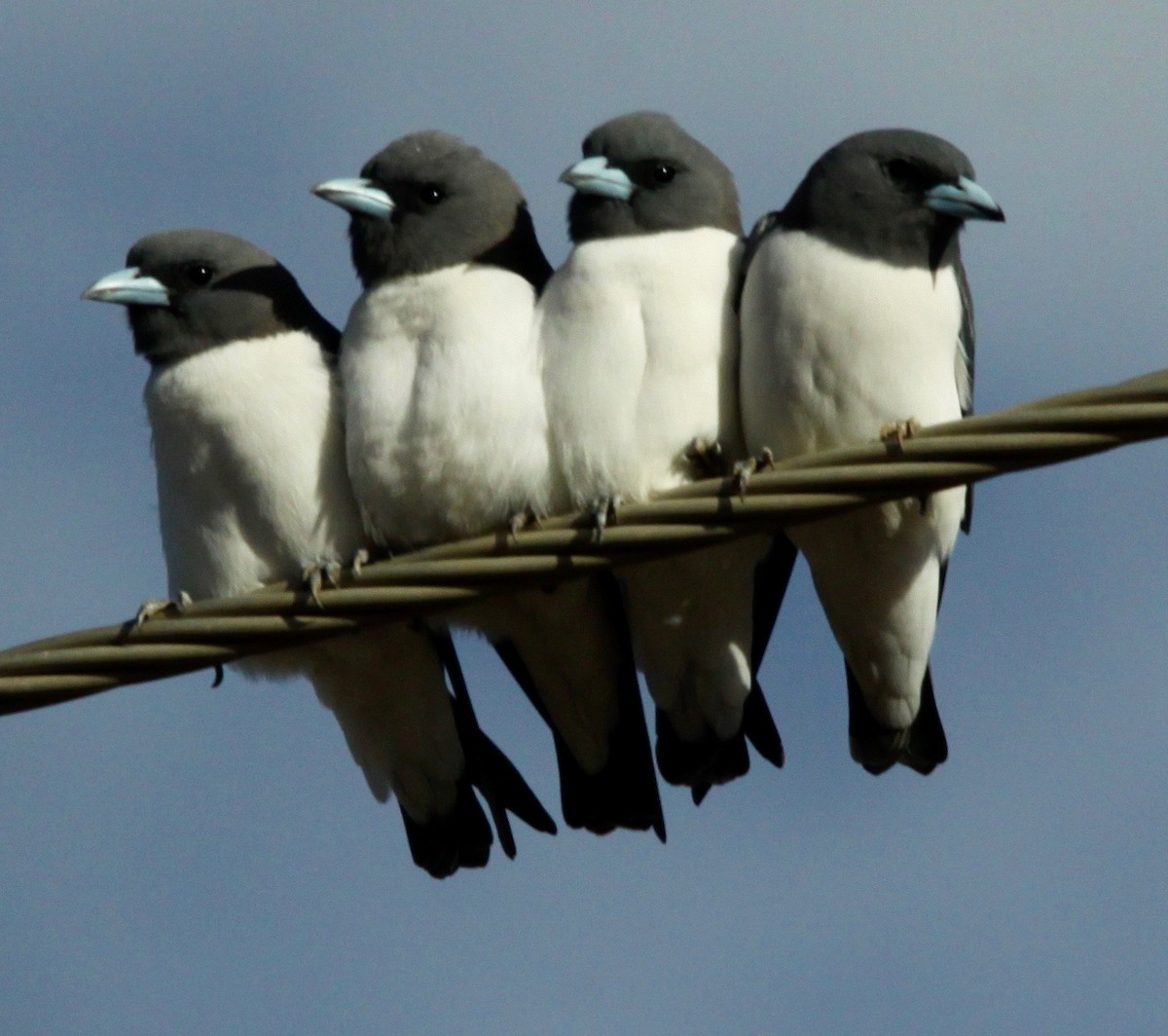 White-breasted Woodswallow - Connie Lintz
