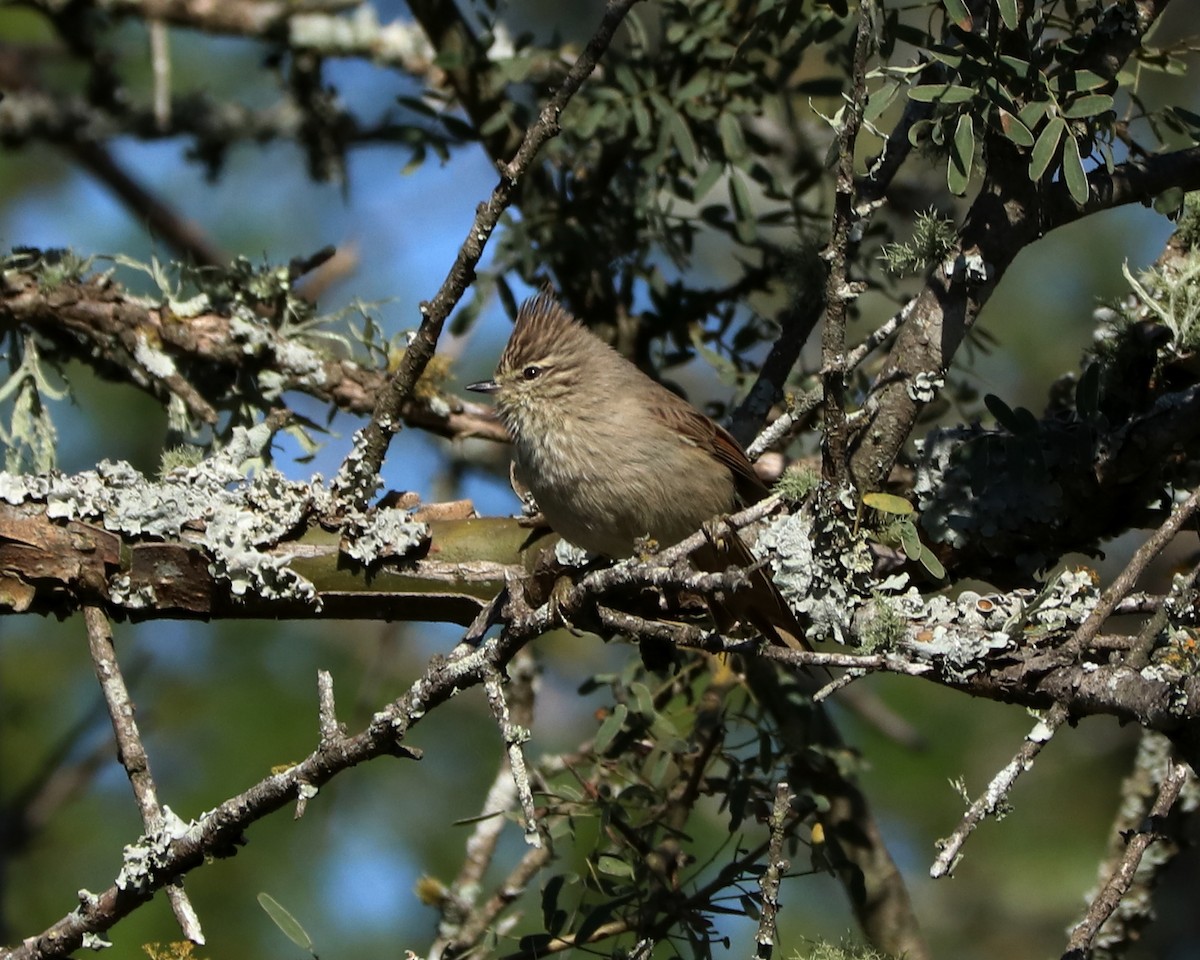 Tufted Tit-Spinetail - ML347948951