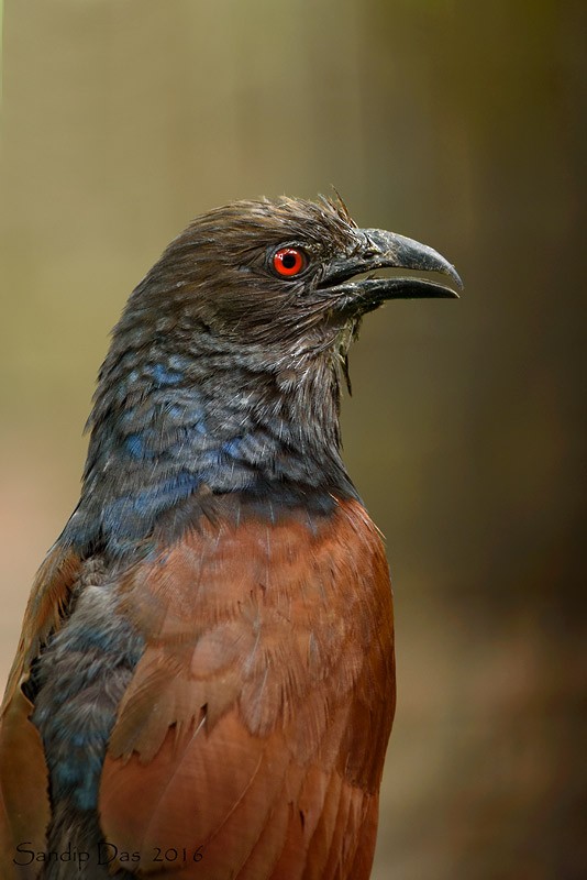 Greater Coucal - ML347951941